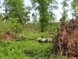 2022-05-20 - Tornado beim Sturmtief Emmelinde Solling - Steinlade bis Gehren (22)